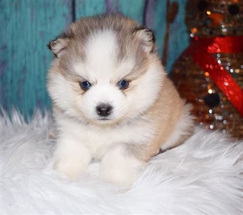 pomsky for sale near me